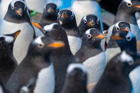Tourism Penguins Parade - Harbin