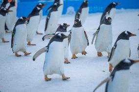Tourism Penguins Parade - Harbin