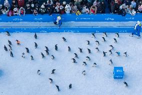 Tourism Penguins Parade - Harbin