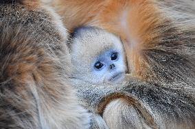 Golden Snub-Nosed Monkey - China