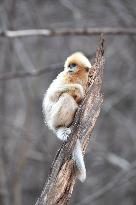 Golden Snub-Nosed Monkey - China