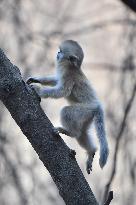 Golden Snub-Nosed Monkey - China
