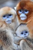 Golden Snub-Nosed Monkey - China