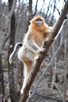 Golden Snub-Nosed Monkey - China