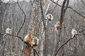Golden Snub-Nosed Monkey - China