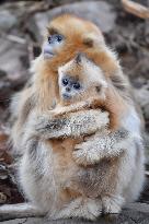 Golden Snub-Nosed Monkey - China