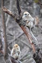 Golden Snub-Nosed Monkey - China