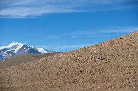 Changtang National Nature Reserve - China