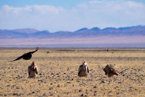 Changtang National Nature Reserve - China