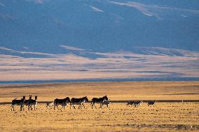 Changtang National Nature Reserve - China