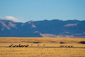 Changtang National Nature Reserve - China
