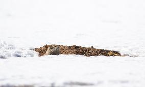 Changtang National Nature Reserve - China