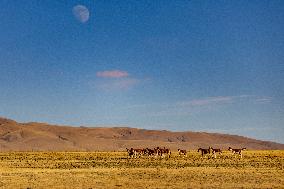 Changtang National Nature Reserve - China