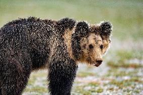 Changtang National Nature Reserve - China