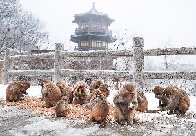 Snowy Landscapes - China