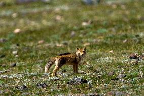 Changtang National Nature Reserve - China