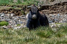 Changtang National Nature Reserve - China