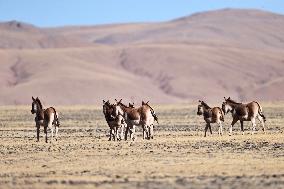 Changtang National Nature Reserve - China