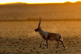 Changtang National Nature Reserve - China