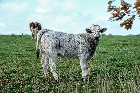 Cow And Cattle Illustrations As Lumpy Skin Disease Spreads - France