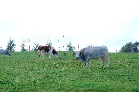 Cow And Cattle Illustrations As Lumpy Skin Disease Spreads - France