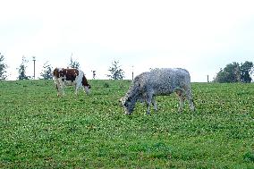 Cow And Cattle Illustrations As Lumpy Skin Disease Spreads - France