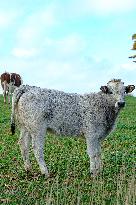 Cow And Cattle Illustrations As Lumpy Skin Disease Spreads - France