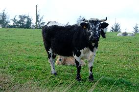 Cow And Cattle Illustrations As Lumpy Skin Disease Spreads - France