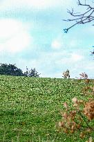 Cow And Cattle Illustrations As Lumpy Skin Disease Spreads - France