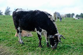 Cow And Cattle Illustrations As Lumpy Skin Disease Spreads - France
