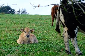 Cow And Cattle Illustrations As Lumpy Skin Disease Spreads - France