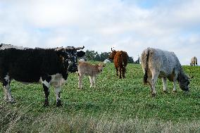 Cow And Cattle Illustrations As Lumpy Skin Disease Spreads - France