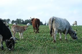 Cow And Cattle Illustrations As Lumpy Skin Disease Spreads - France