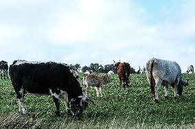 Cow And Cattle Illustrations As Lumpy Skin Disease Spreads - France