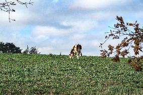 Cow And Cattle Illustrations As Lumpy Skin Disease Spreads - France