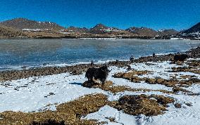 Lhasa Lake Scenery - China