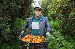 Farmer Harvests Mandarins In Boufarik - Algeria