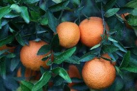 Farmer Harvests Mandarins In Boufarik - Algeria