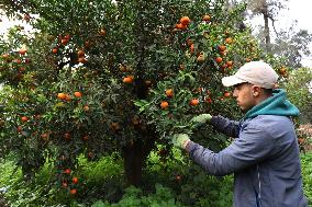 Farmer Harvests Mandarins In Boufarik - Algeria