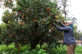 Farmer Harvests Mandarins In Boufarik - Algeria