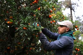 Farmer Harvests Mandarins In Boufarik - Algeria