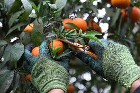 Farmer Harvests Mandarins In Boufarik - Algeria