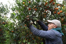 Farmer Harvests Mandarins In Boufarik - Algeria