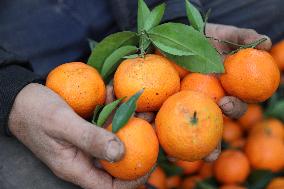 Farmer Harvests Mandarins In Boufarik - Algeria