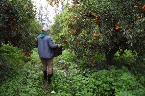 Farmer Harvests Mandarins In Boufarik - Algeria
