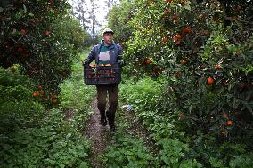 Farmer Harvests Mandarins In Boufarik - Algeria