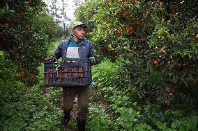 Farmer Harvests Mandarins In Boufarik - Algeria
