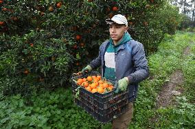 Farmer Harvests Mandarins In Boufarik - Algeria