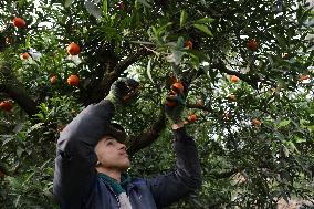 Farmer Harvests Mandarins In Boufarik - Algeria