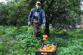Farmer Harvests Mandarins In Boufarik - Algeria